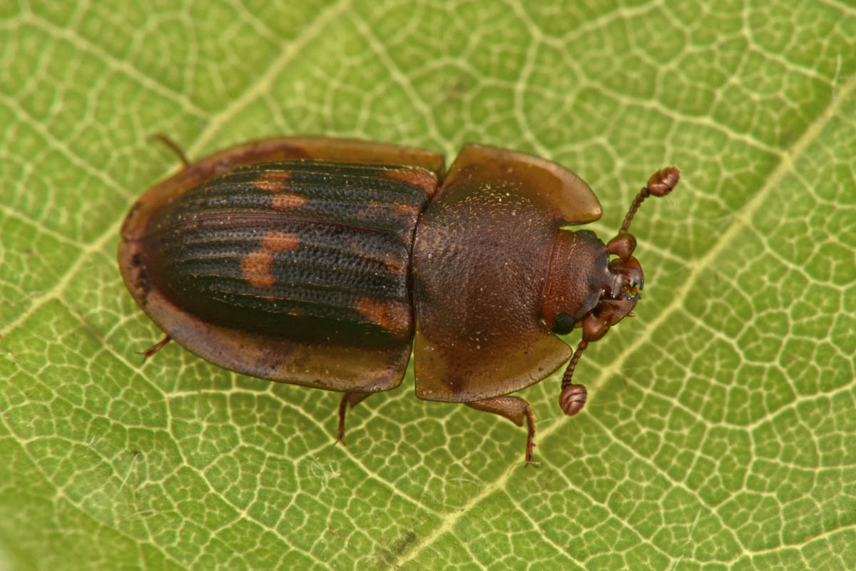 Nitidulidae: Amphotis marginata? S.
